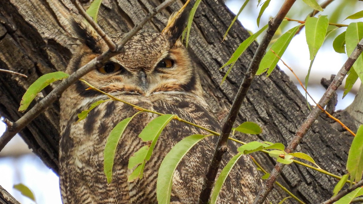 Lesser Horned Owl - ML618926206