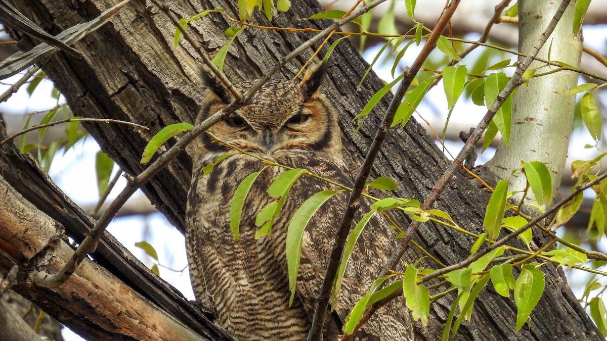 Lesser Horned Owl - ML618926208
