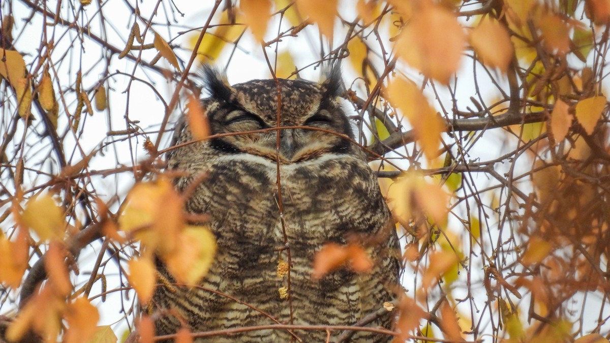 Lesser Horned Owl - ML618926210