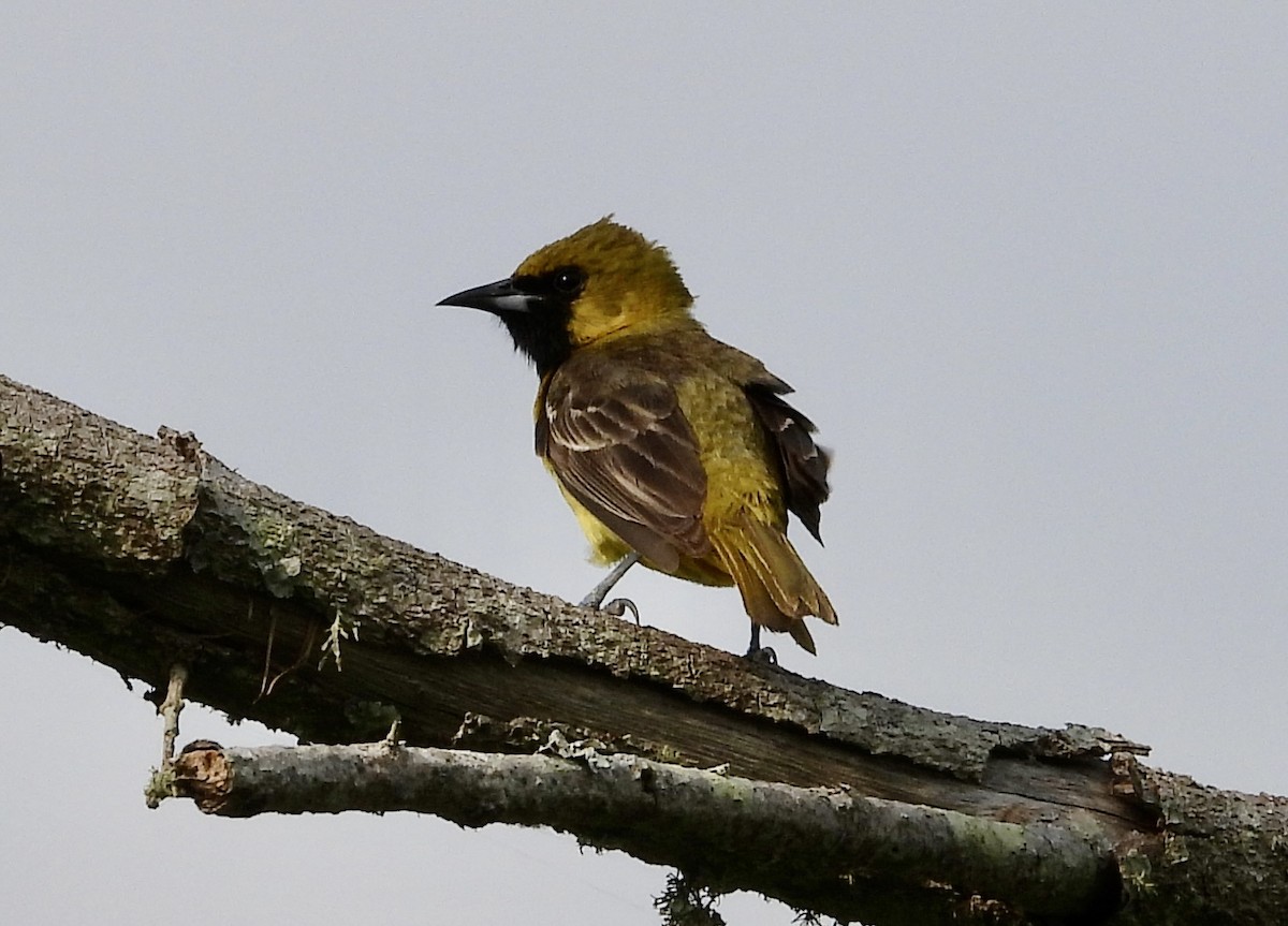 Orchard Oriole - ML618926238