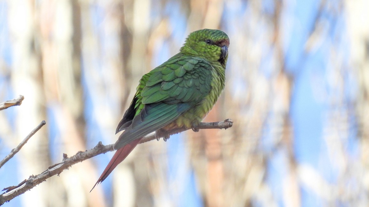 Austral Parakeet - Ariadna Tripaldi