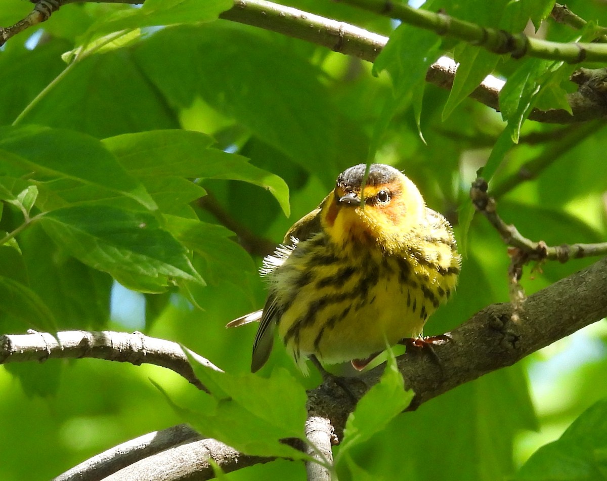 Cape May Warbler - ML618926259