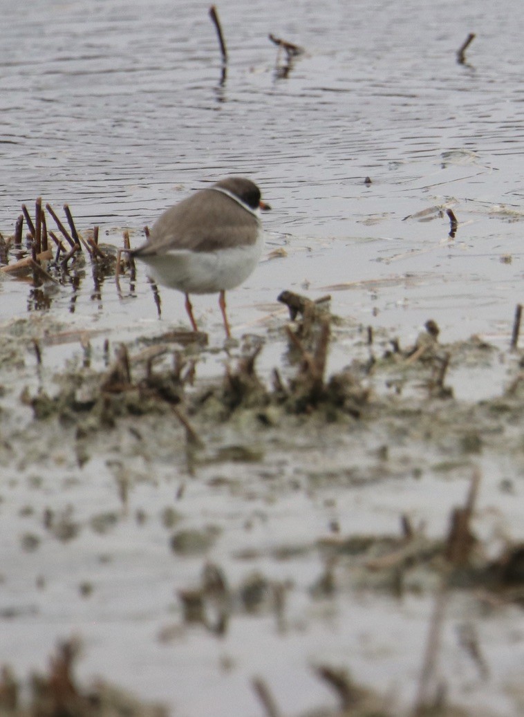 Semipalmated Plover - ML618926350