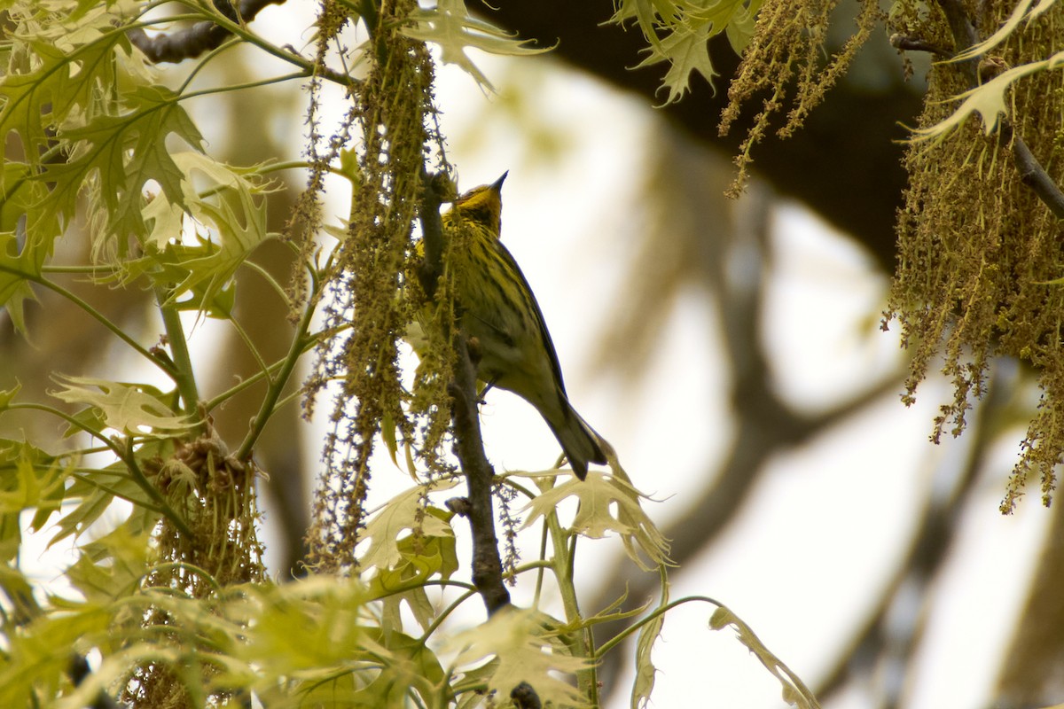 Cape May Warbler - ML618926374