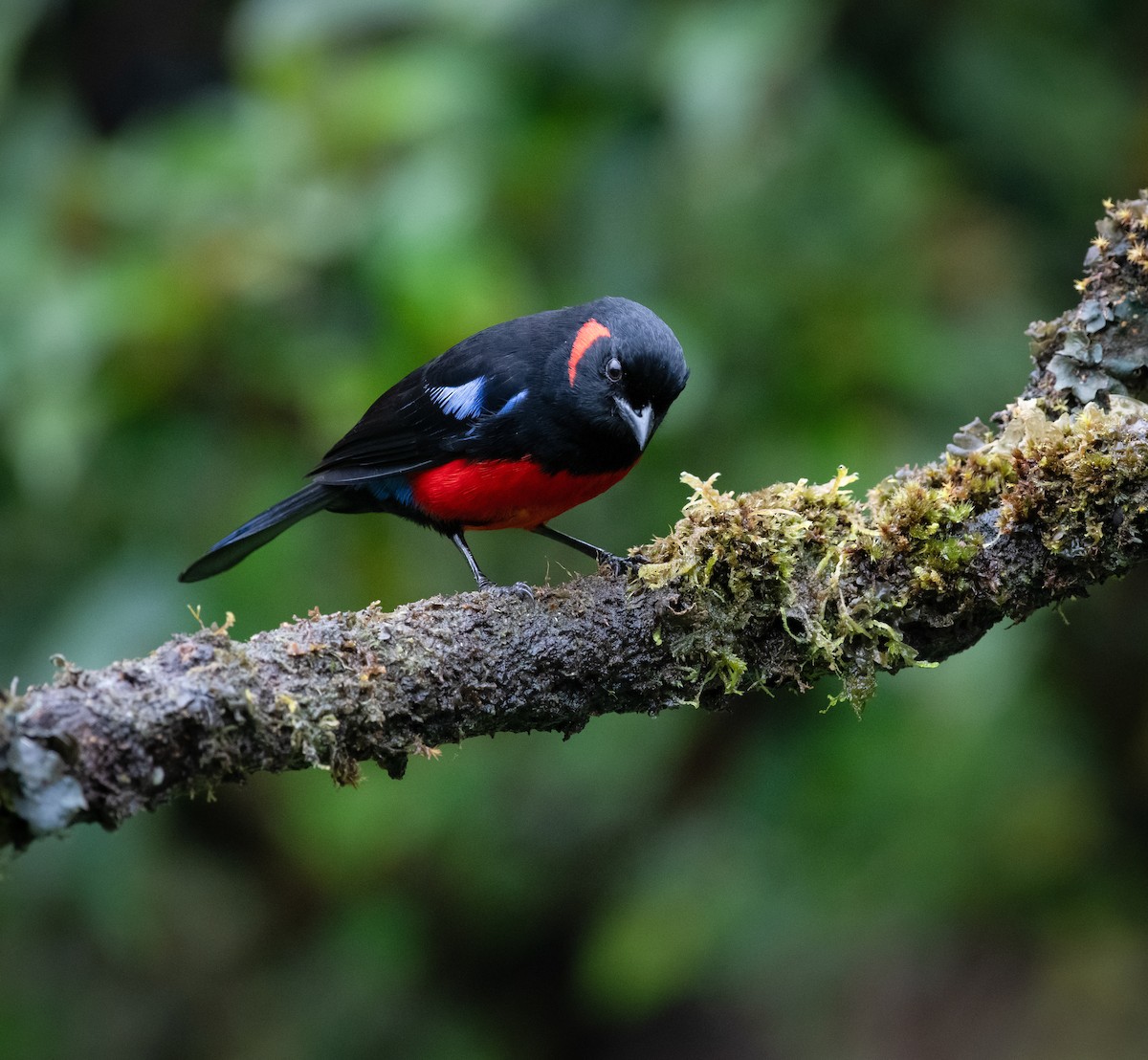 Scarlet-bellied Mountain Tanager - ML618926406
