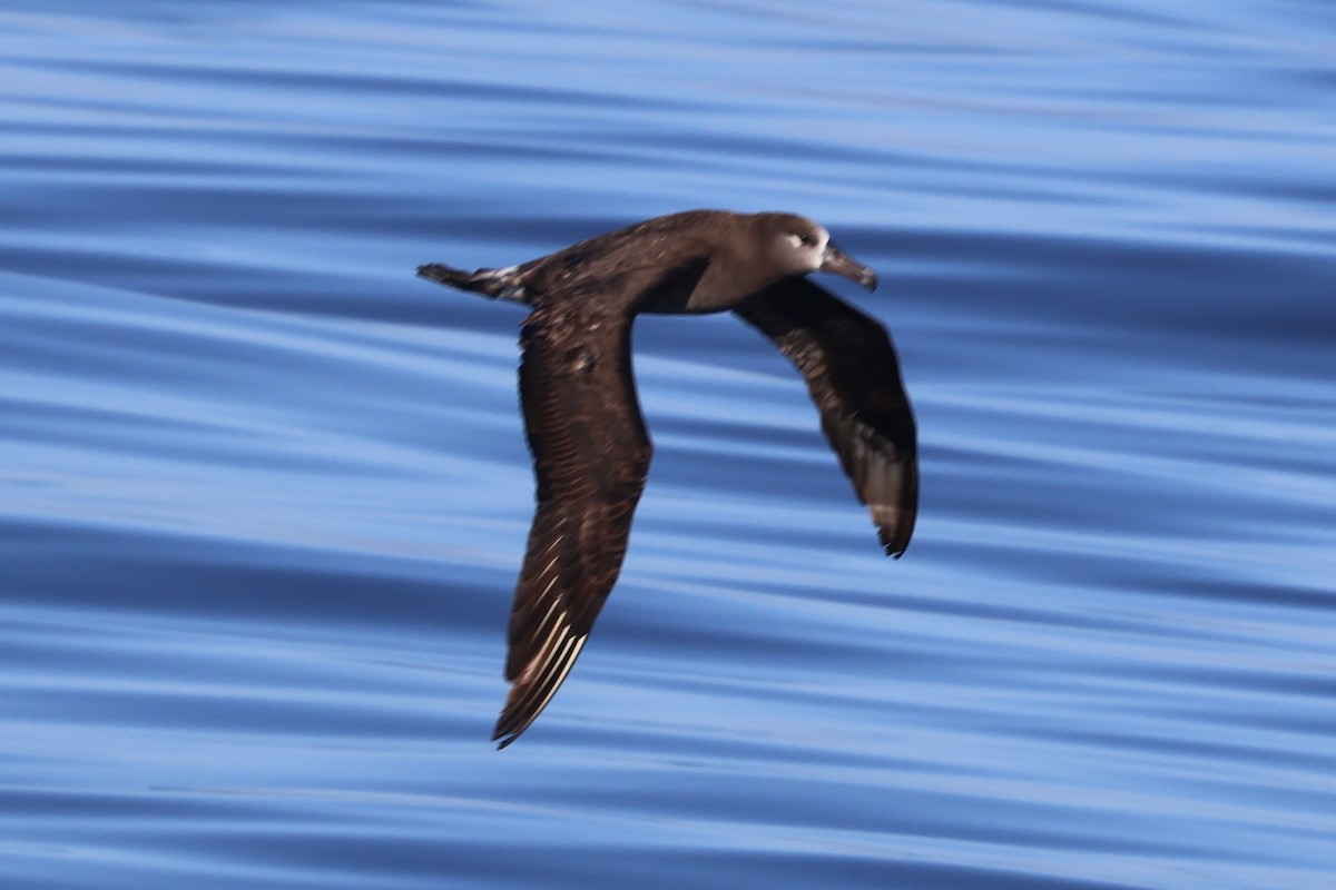 Albatros à pieds noirs - ML618926424