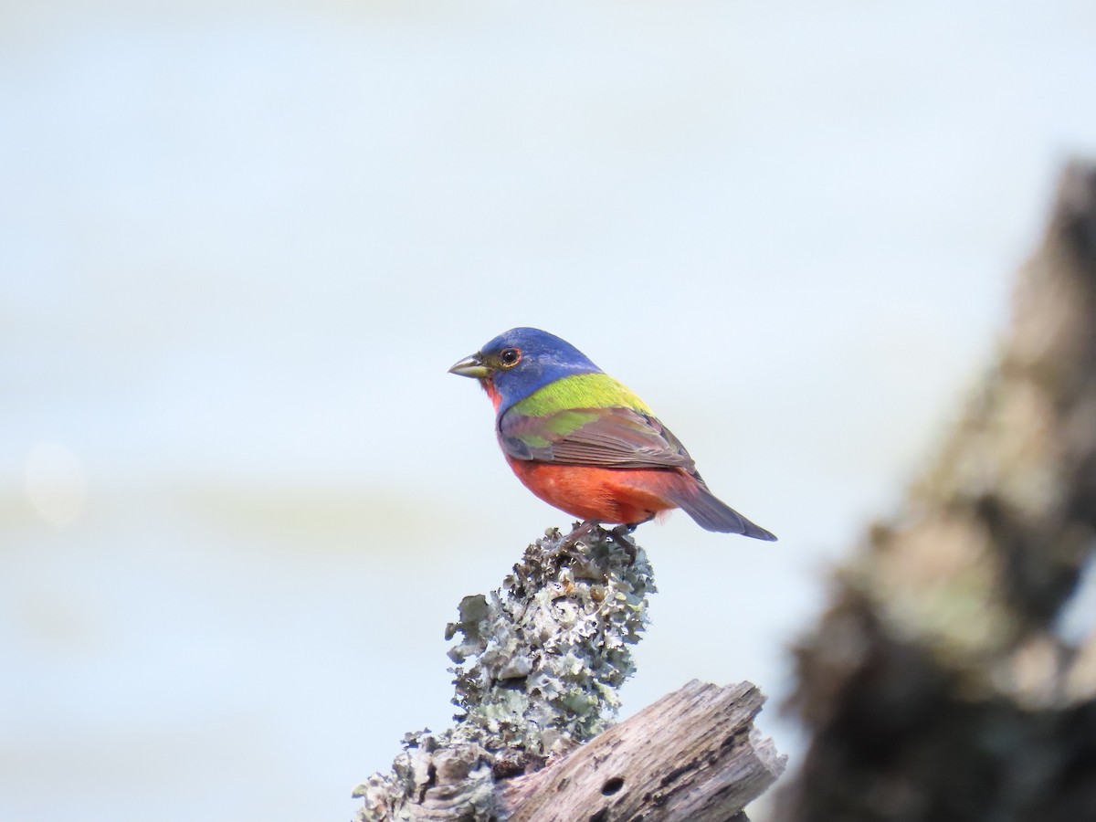 Painted Bunting - ML618926476