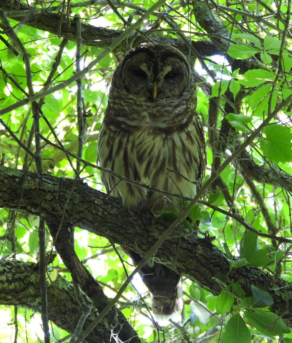 Barred Owl - ML618926491