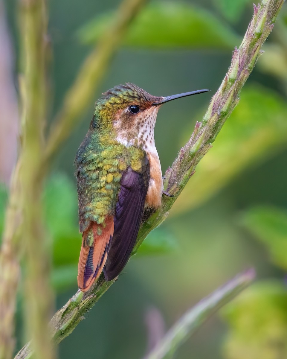 Scintillant Hummingbird - Leslie Morgan
