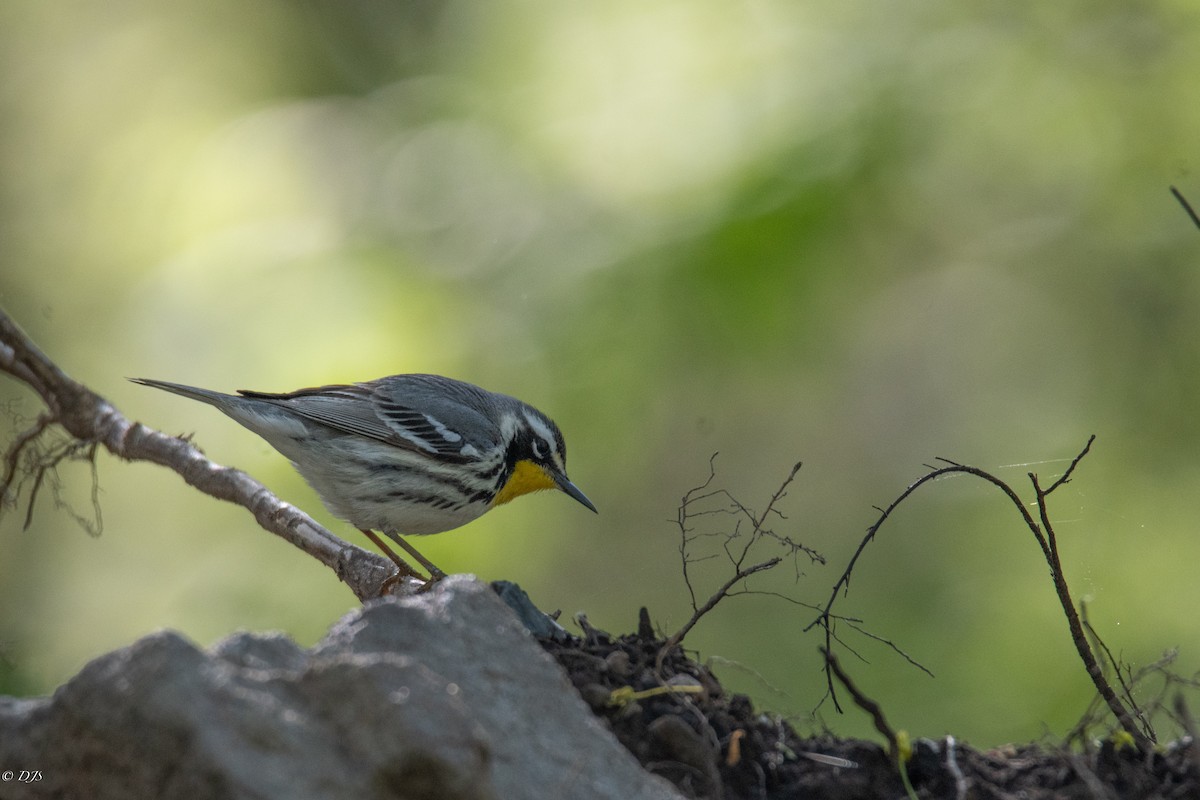 Yellow-throated Warbler - Devin Silversmith
