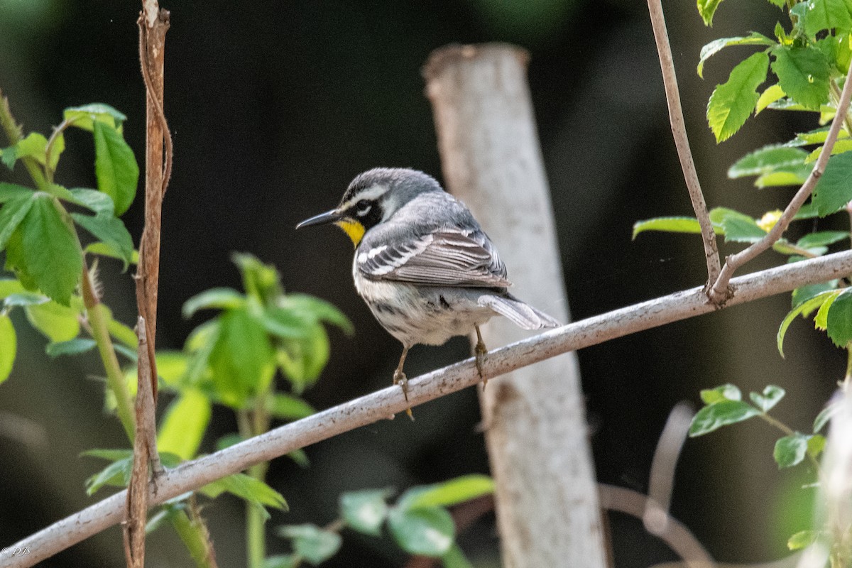 Yellow-throated Warbler - Devin Silversmith