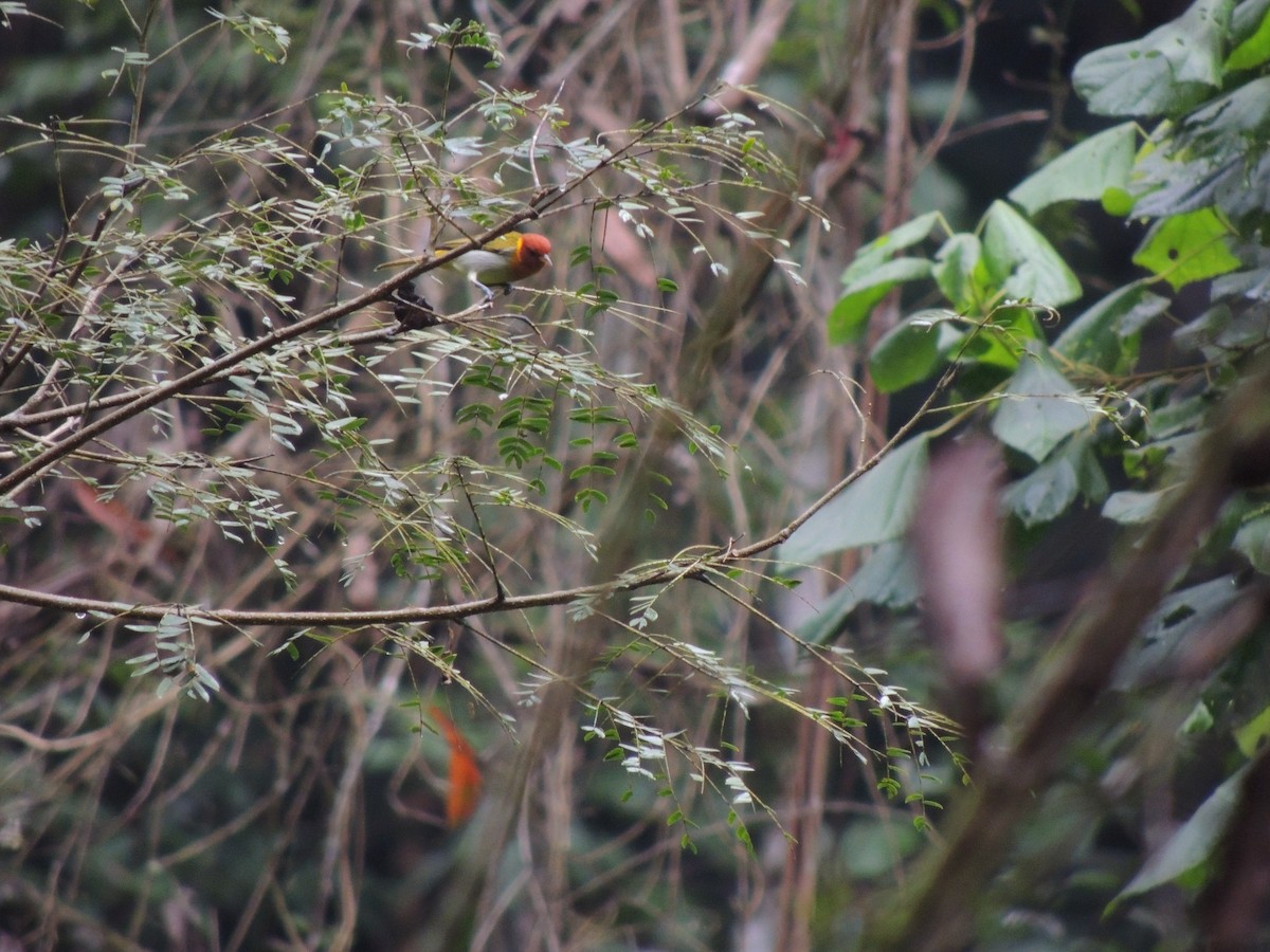 Rufous-headed Tanager - ML618926551