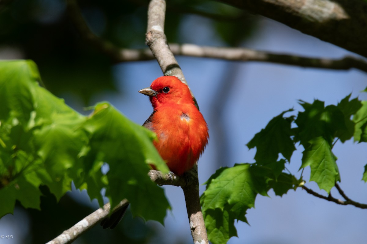 Scarlet Tanager - ML618926576