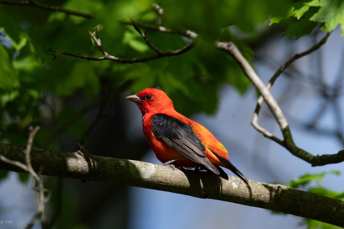 Scarlet Tanager - ML618926578