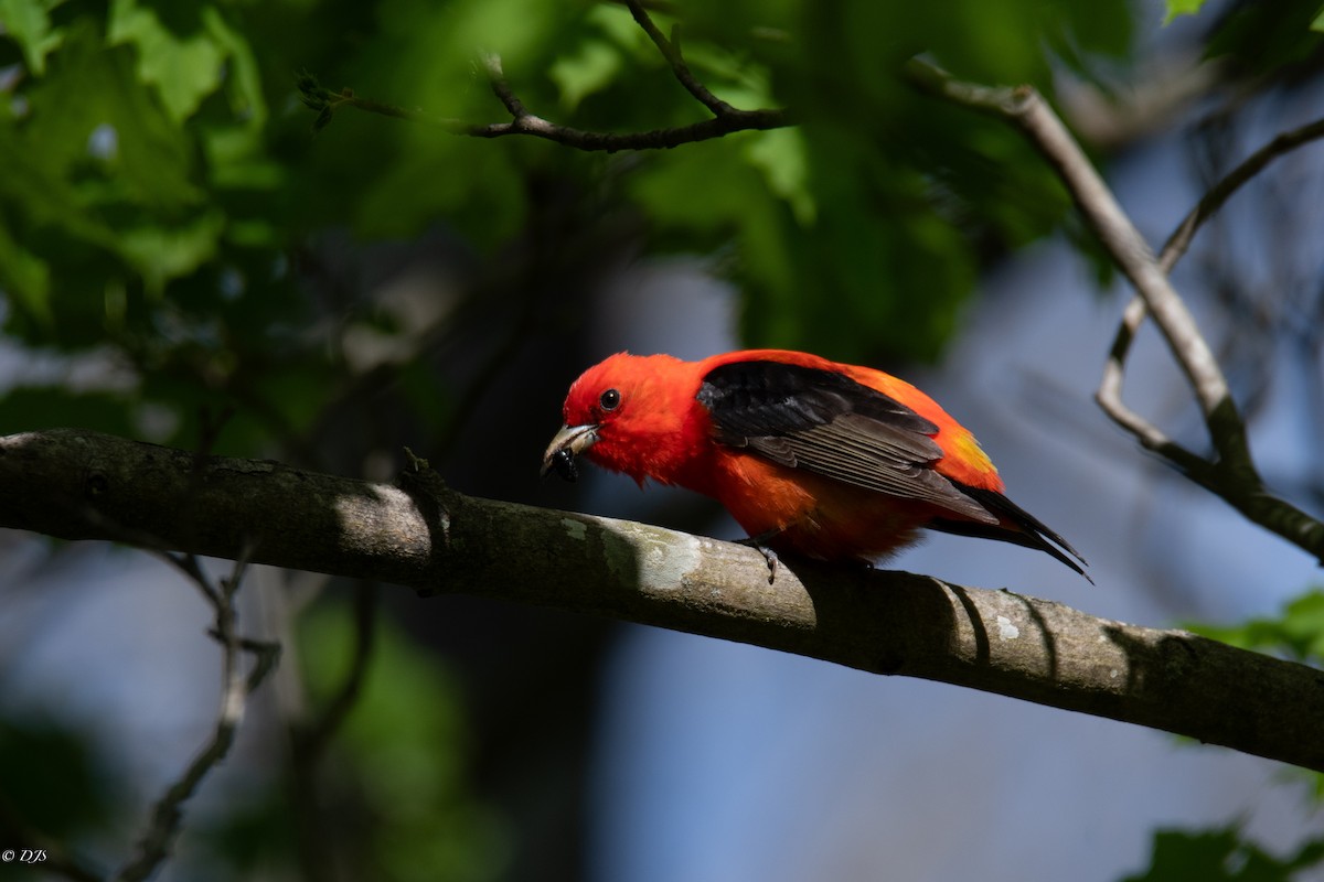 Scarlet Tanager - ML618926579
