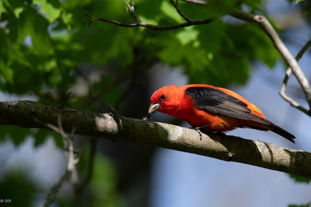 Scarlet Tanager - ML618926580
