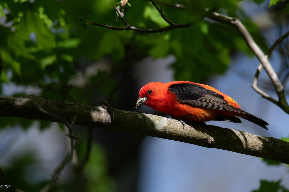 Scarlet Tanager - Devin Silversmith