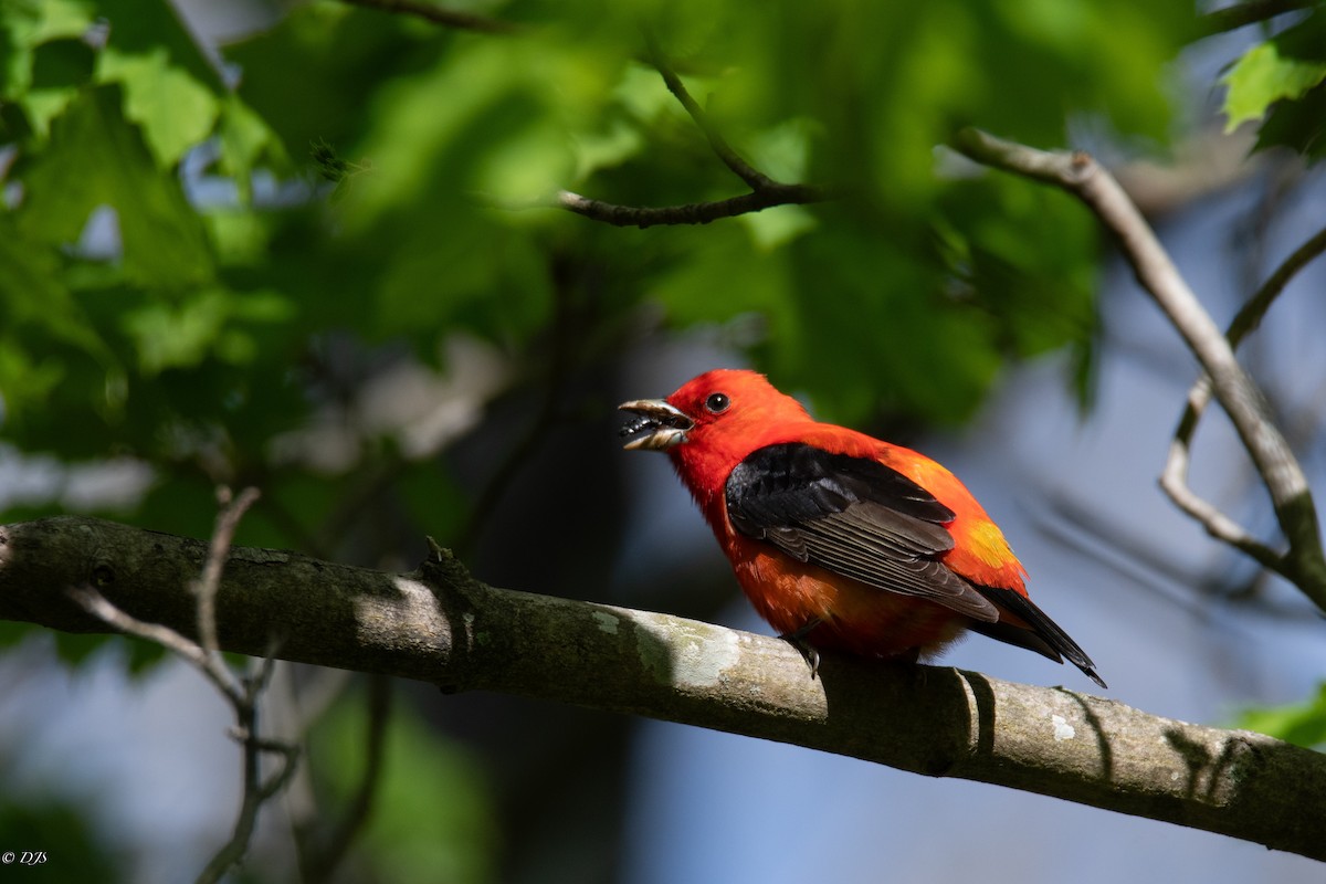 Scarlet Tanager - Devin Silversmith