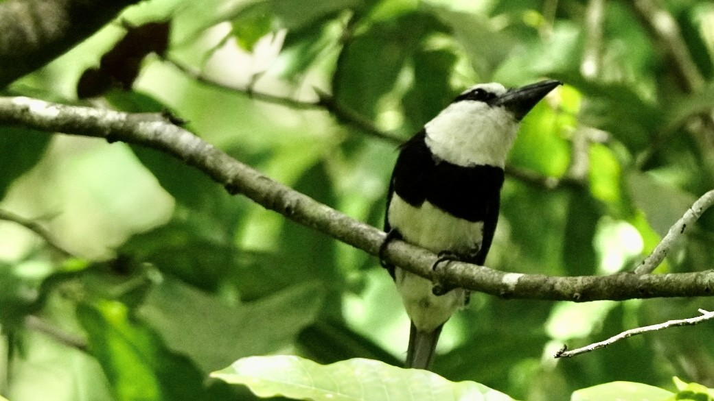 White-necked Puffbird - Fernando  Guerrero Chavarria
