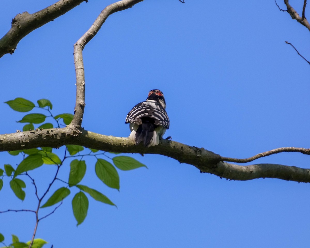 Hairy Woodpecker - ML618926628