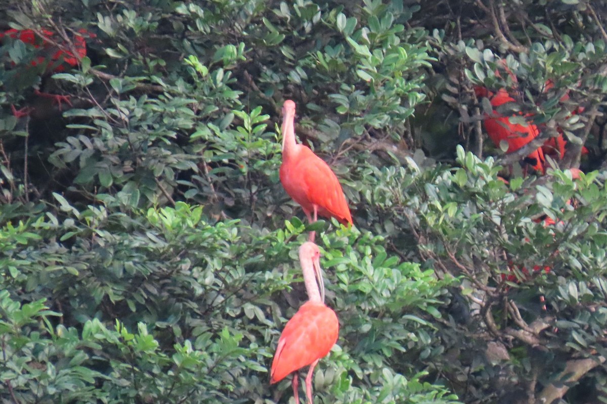 ibis rudý - ML618926663