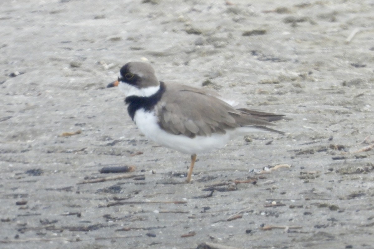Semipalmated Plover - ML618926674