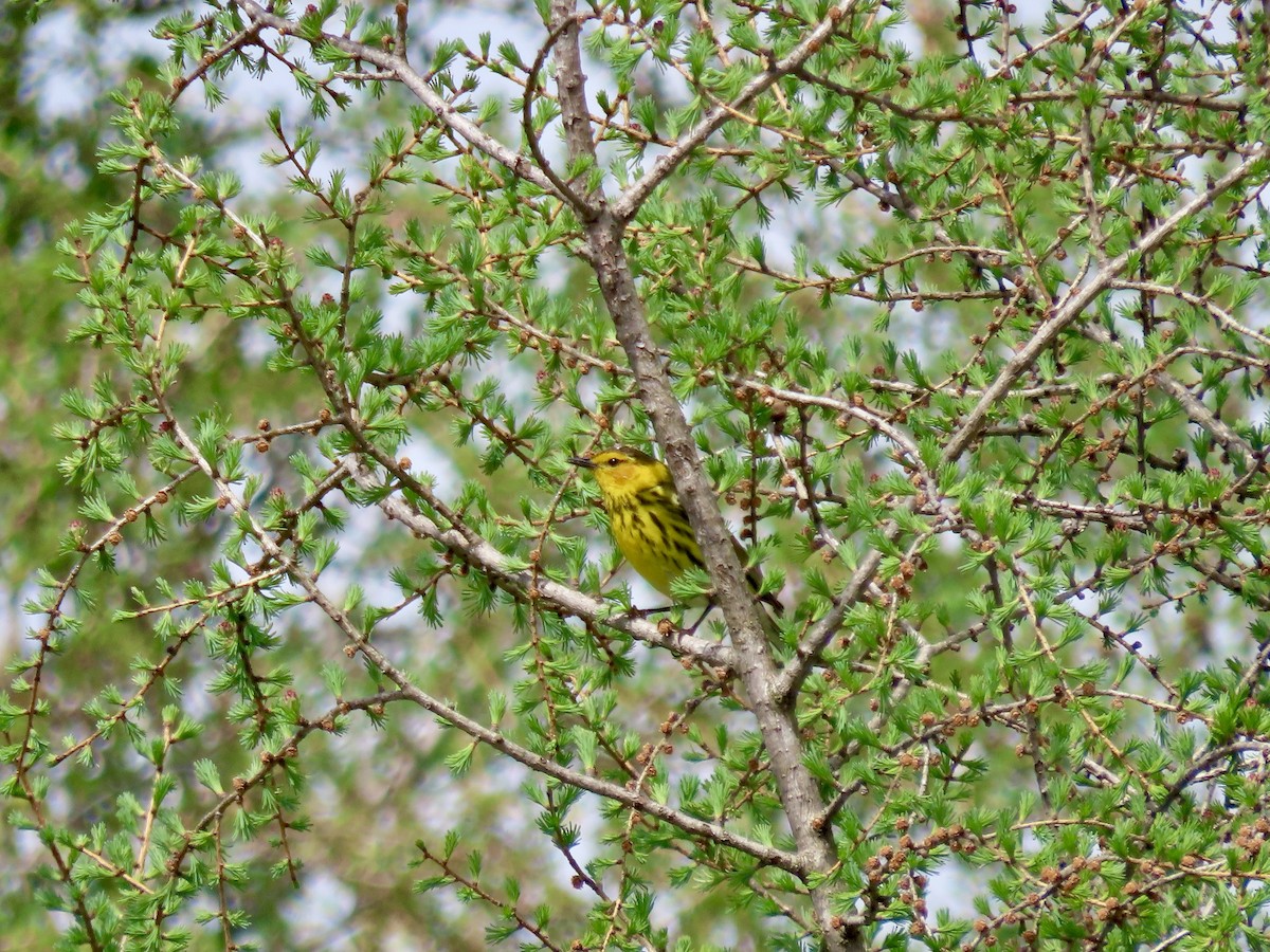 Cape May Warbler - ML618926727