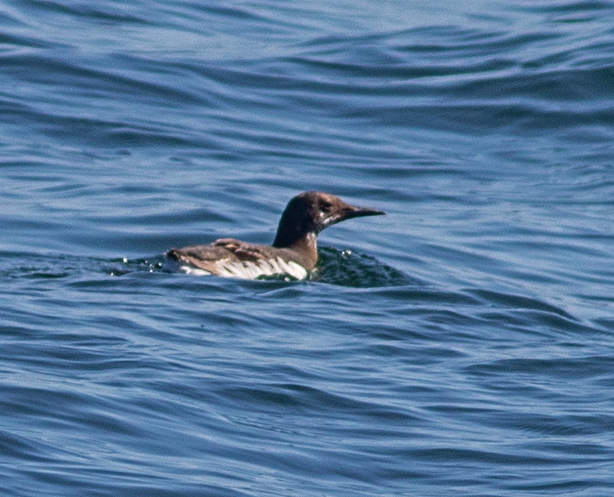 Common Murre - Mark and Holly Salvato