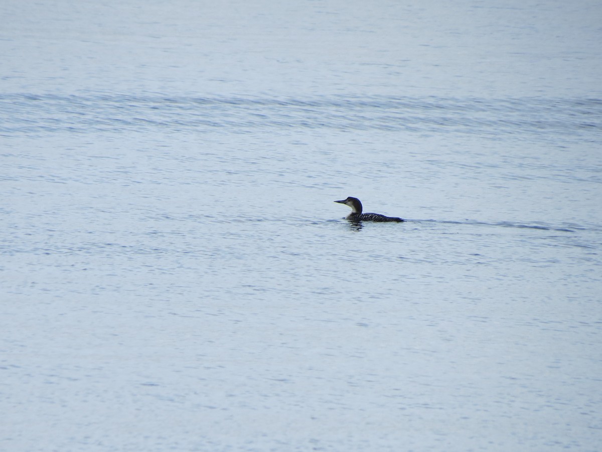 Common Loon - Luis Mendes