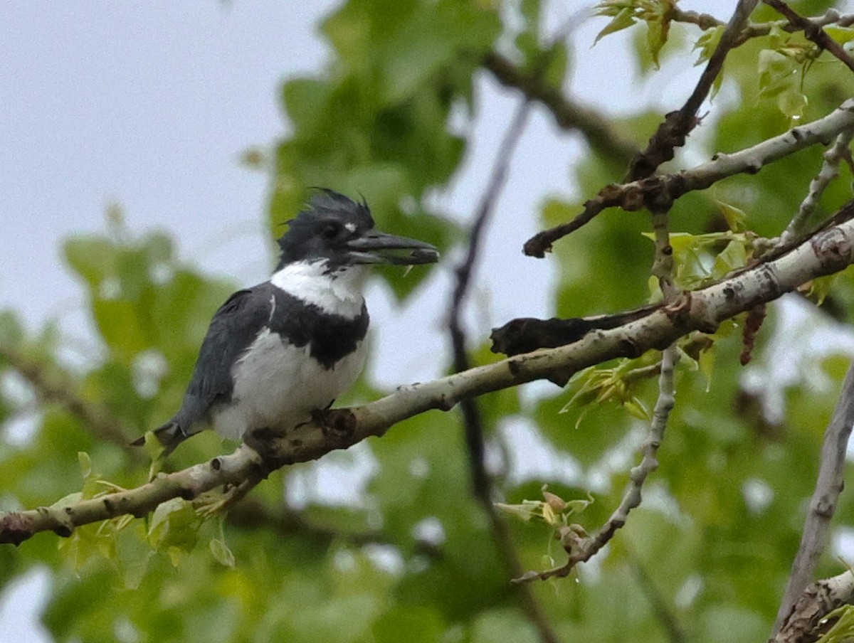 Belted Kingfisher - ML618926839