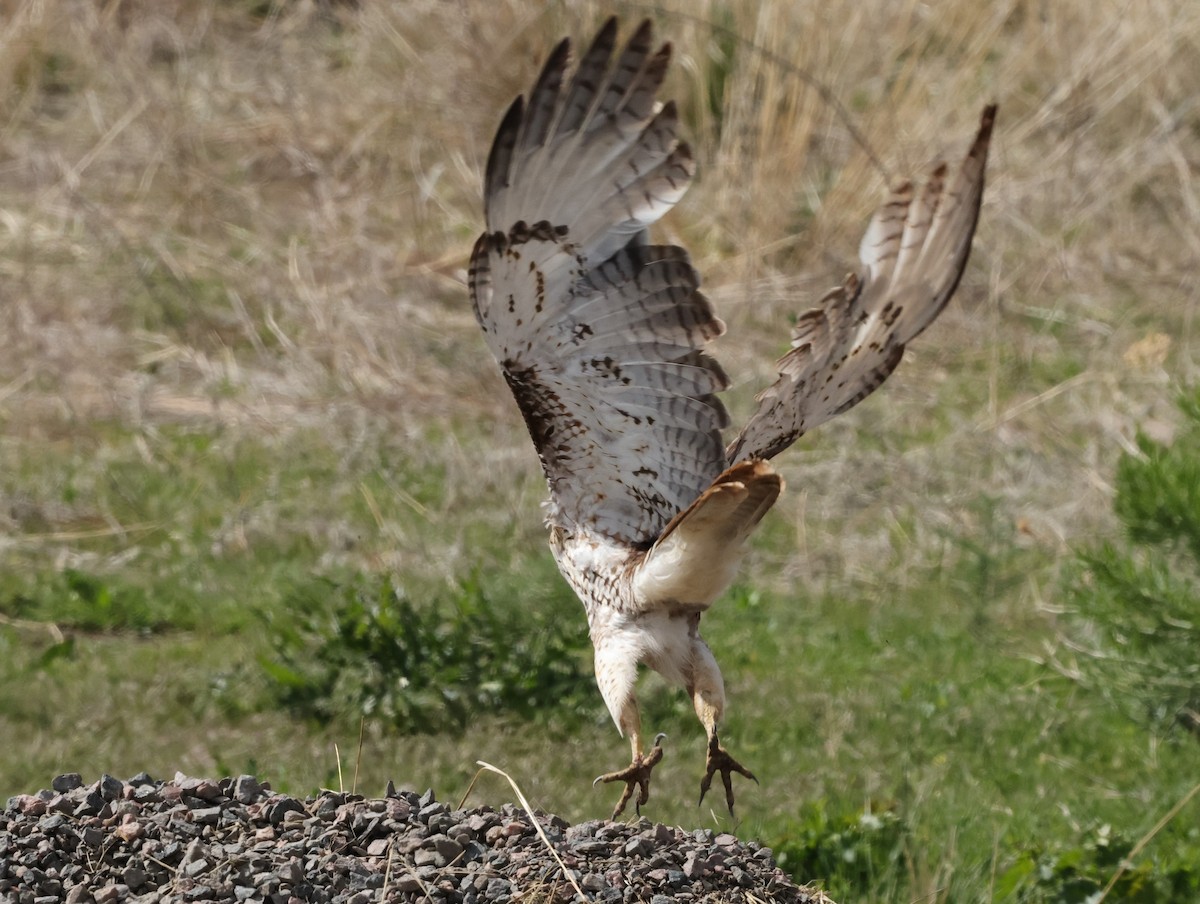 Red-tailed Hawk - Chris Gilbert