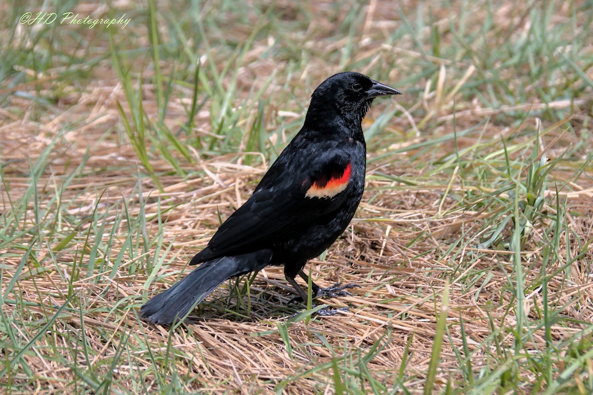 Red-winged Blackbird (California Bicolored) - Hugues Debeyser