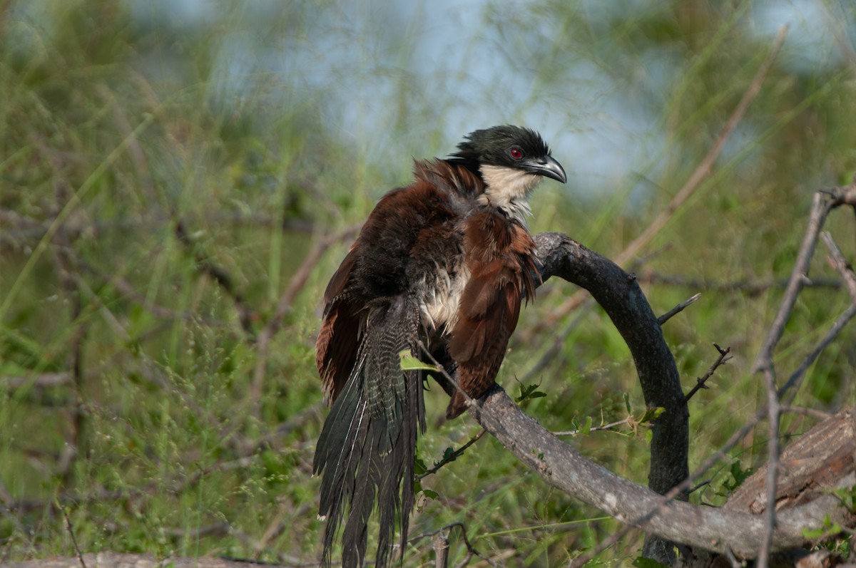 White-browed Coucal (Burchell's) - ML618926923