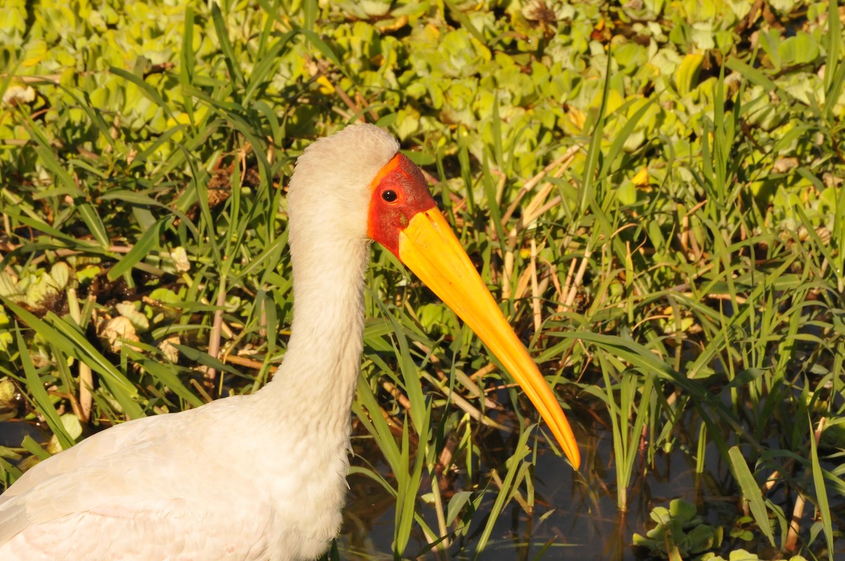 Yellow-billed Stork - Dominic More O’Ferrall