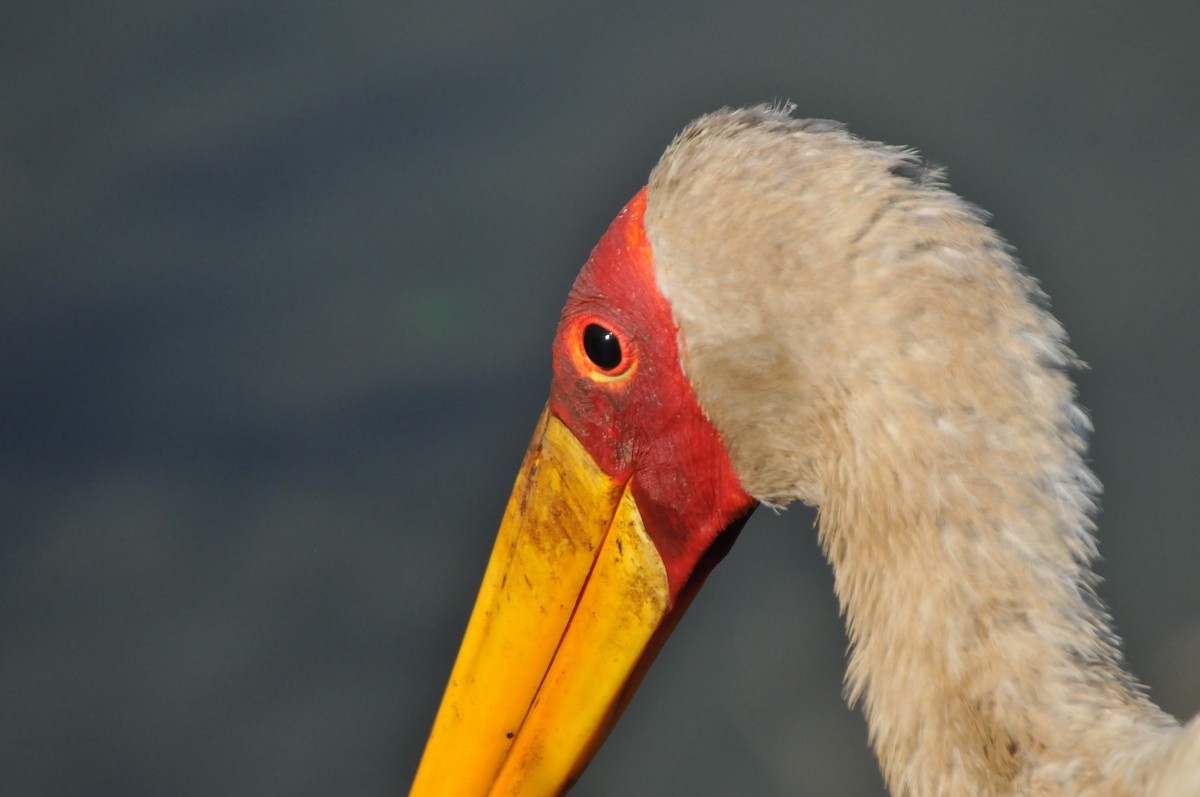 Yellow-billed Stork - Dominic More O’Ferrall