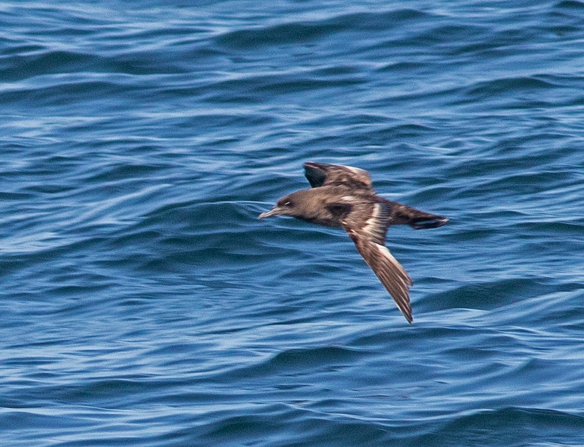 Sooty Shearwater - Mark and Holly Salvato