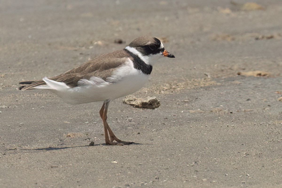 Semipalmated Plover - ML618927011