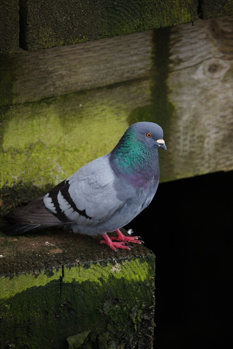 Rock Pigeon (Feral Pigeon) - Travis Waleri