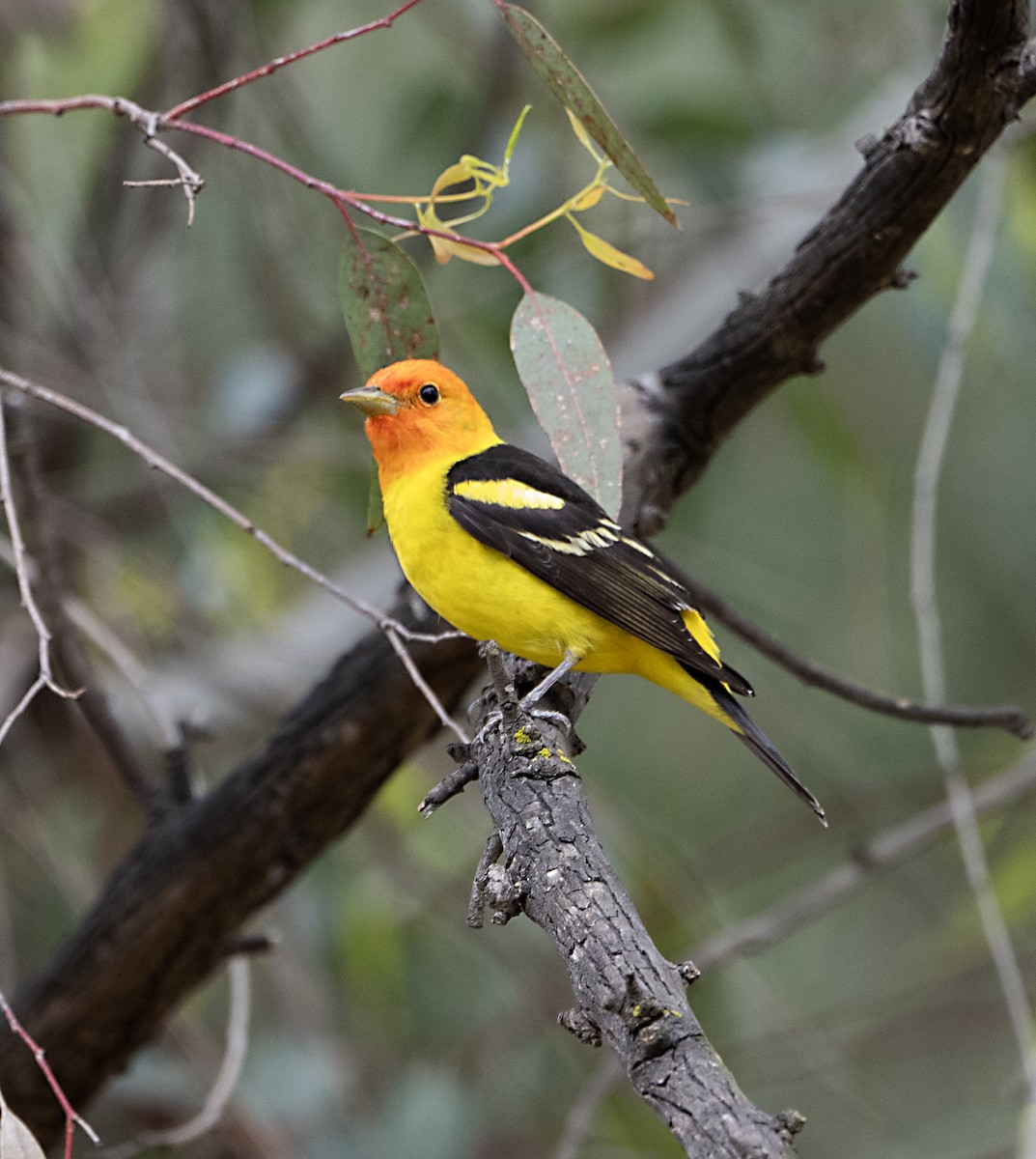 Western Tanager - ML618927044