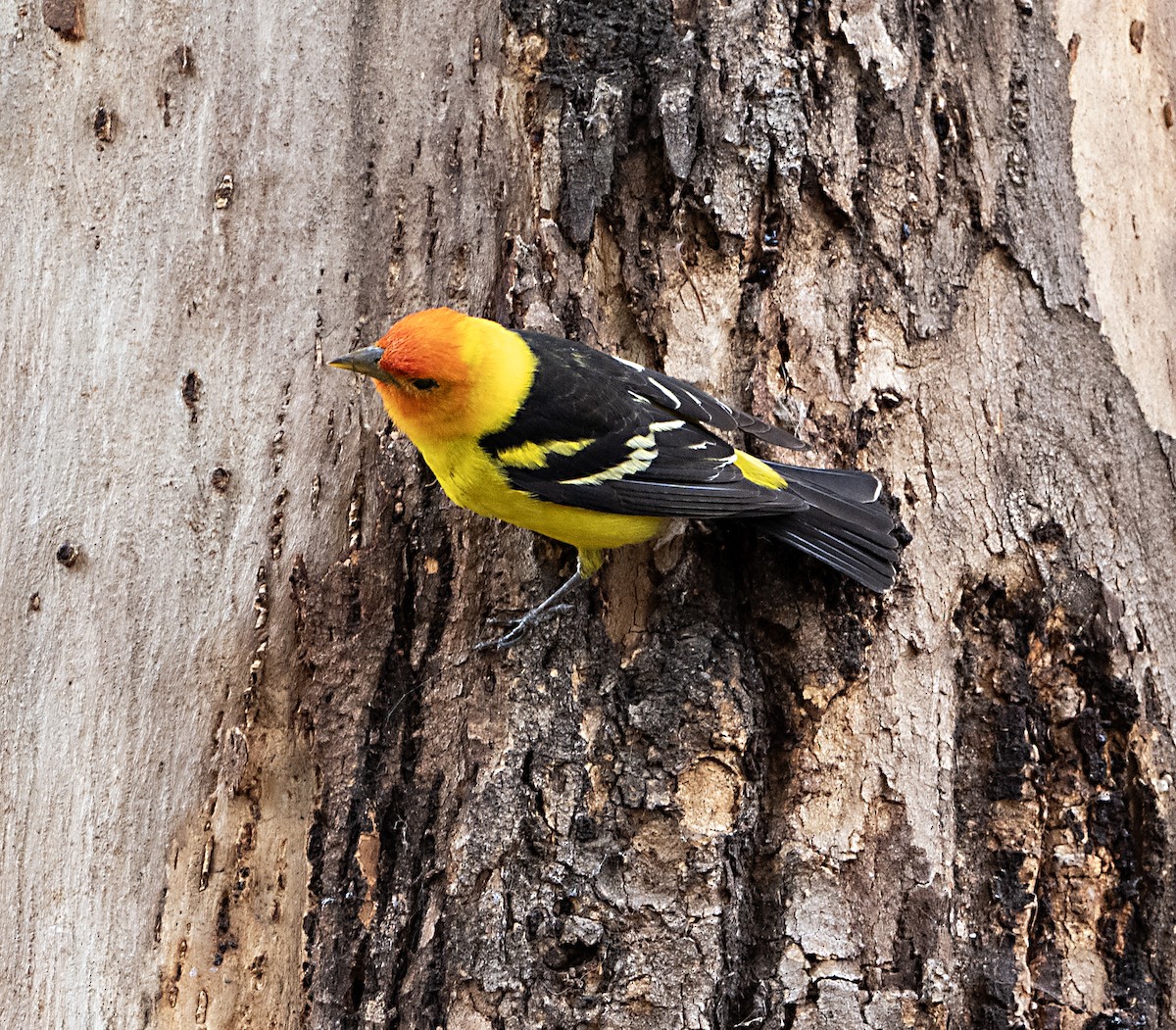 Western Tanager - ML618927045