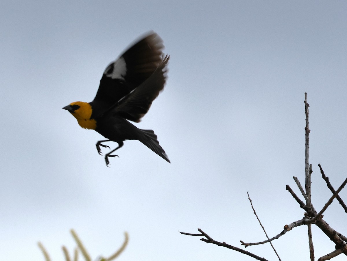 Yellow-headed Blackbird - Chris Gilbert