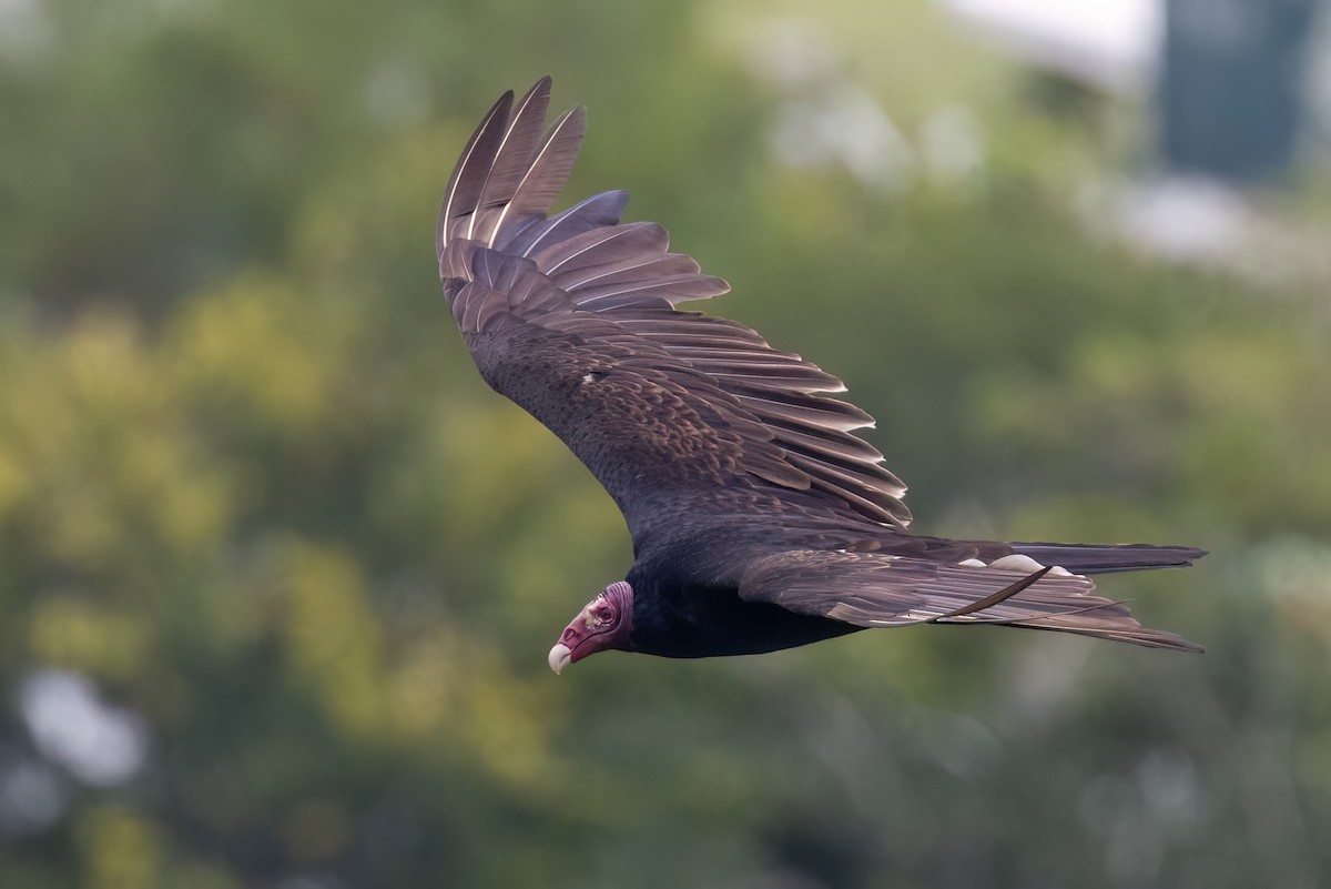 Turkey Vulture - Greg Bodker