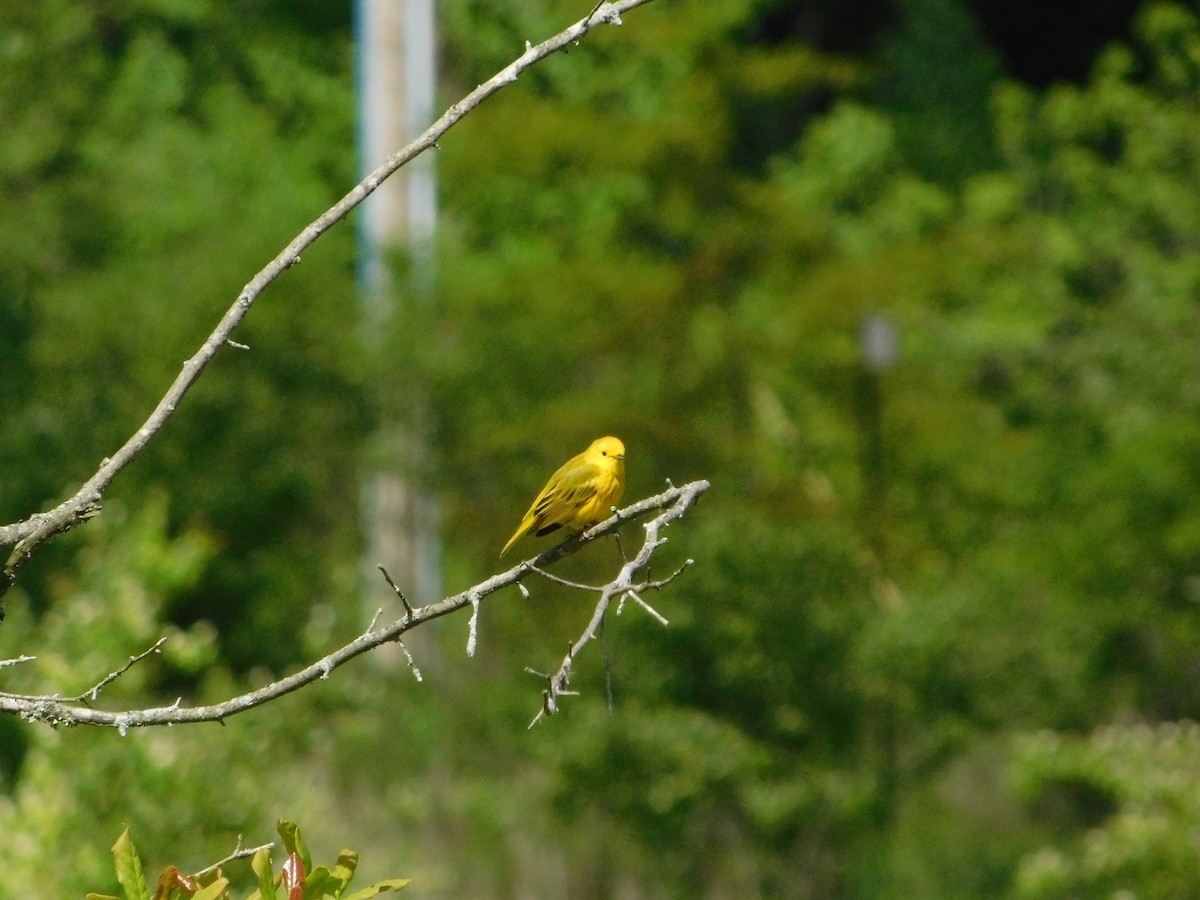 Yellow Warbler - ML618927079