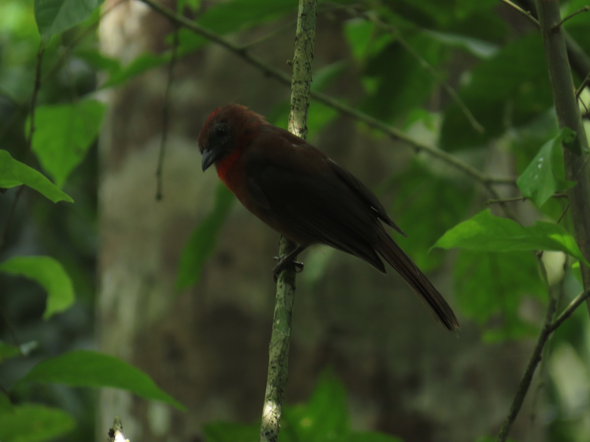 Red-throated Ant-Tanager - Matias Díaz