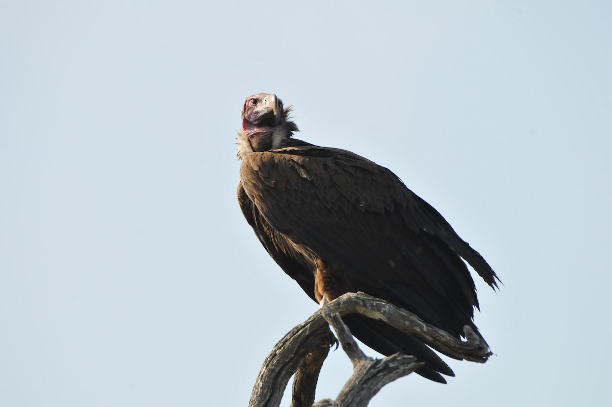Lappet-faced Vulture - ML618927106