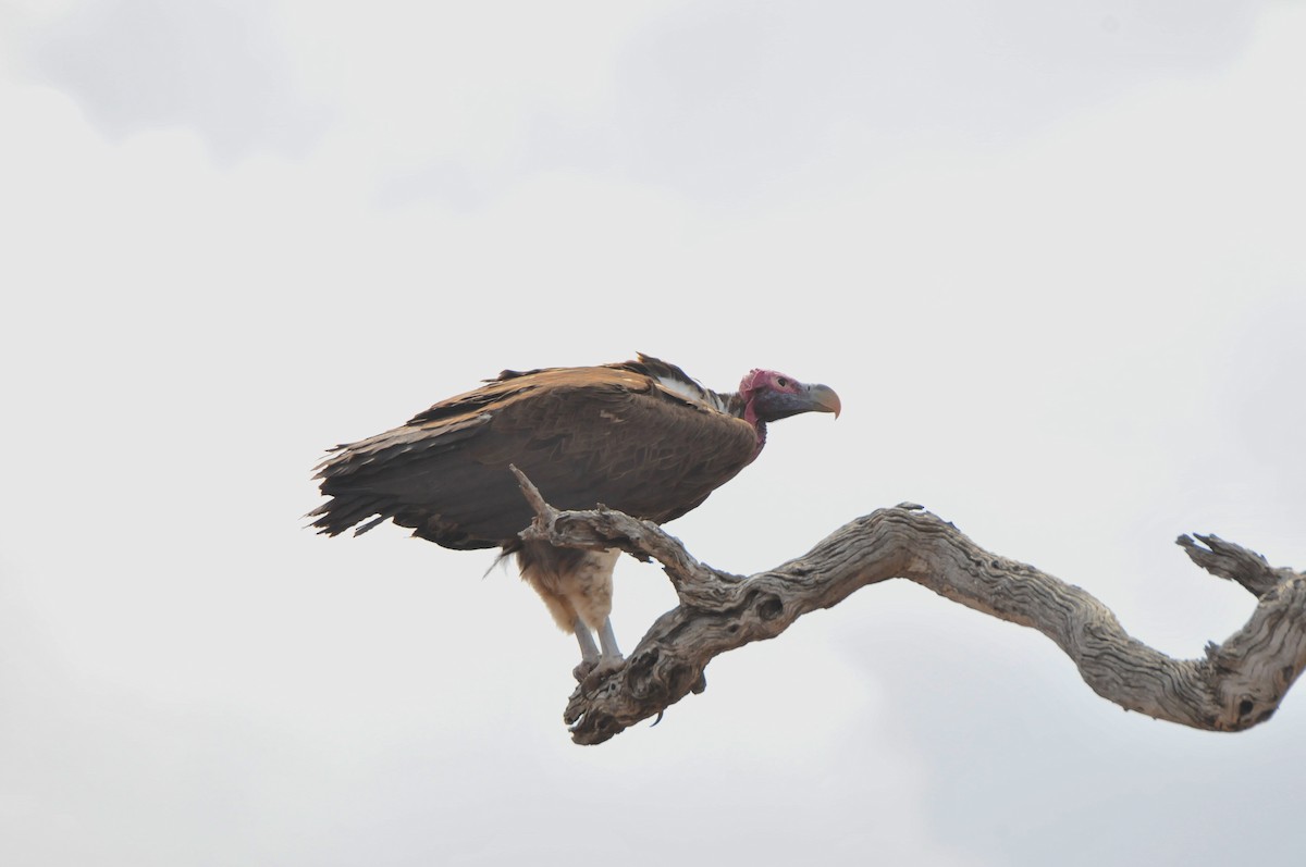 Lappet-faced Vulture - ML618927107