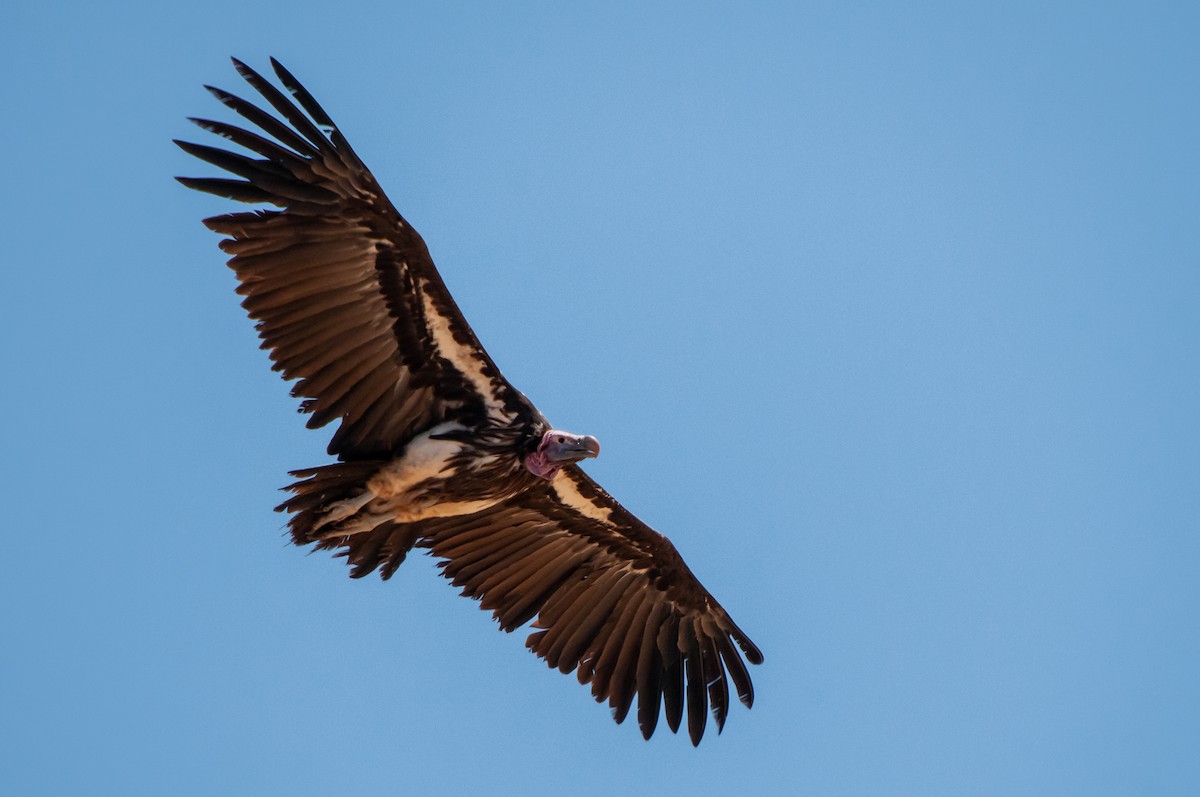 Lappet-faced Vulture - ML618927109