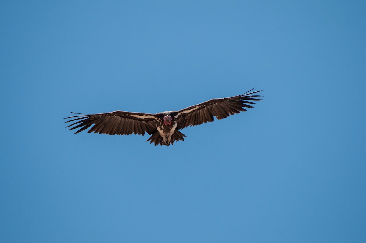 Lappet-faced Vulture - ML618927110