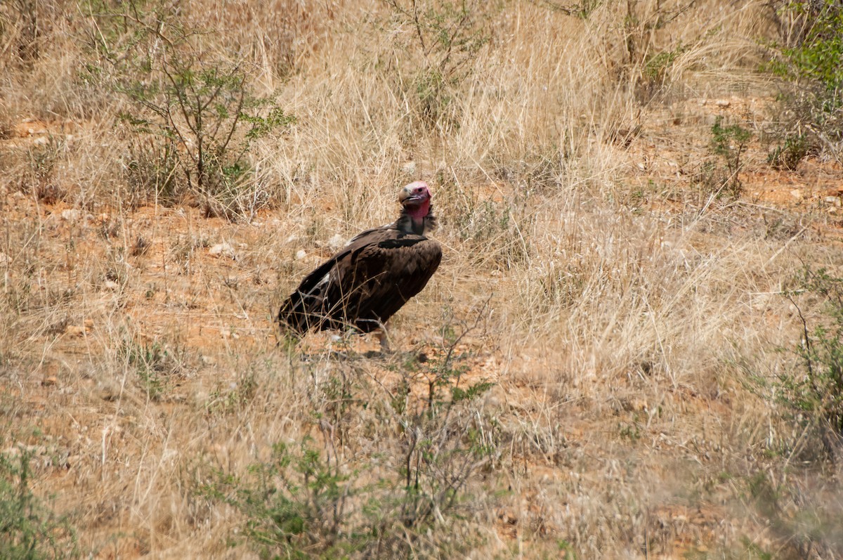 Lappet-faced Vulture - ML618927111