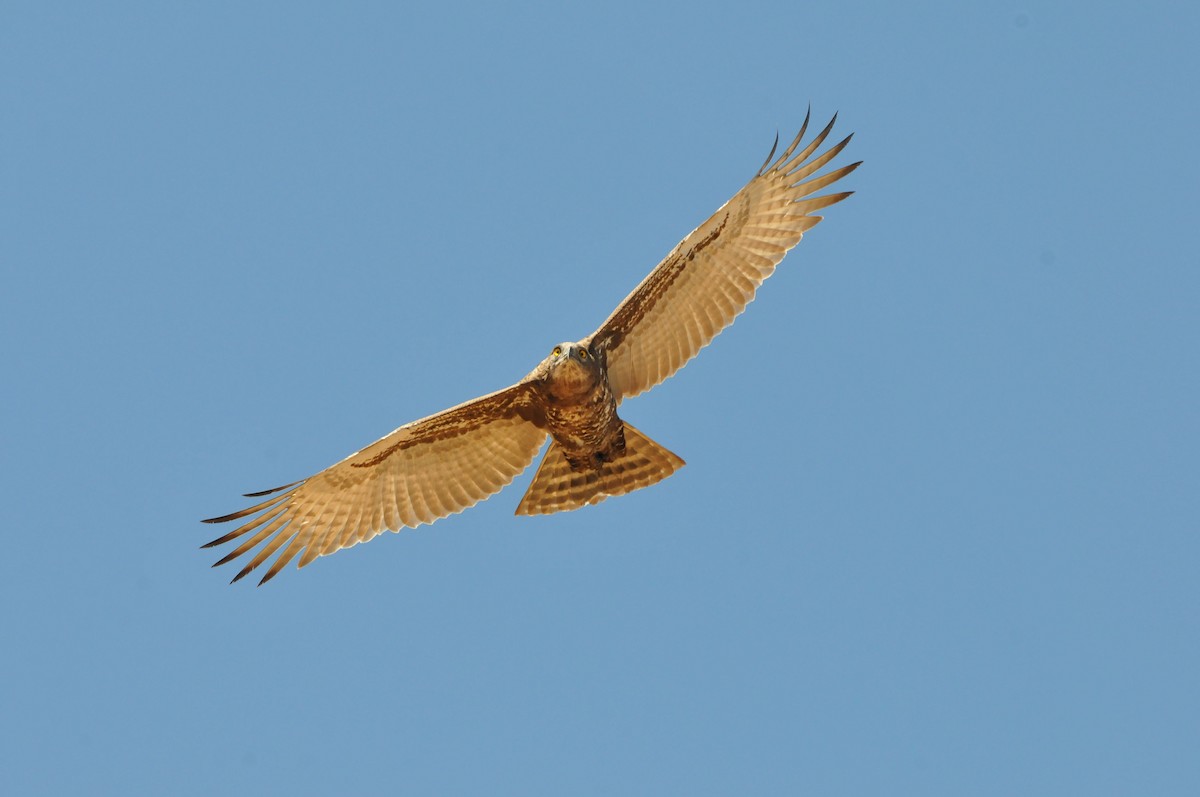 Brown Snake-Eagle - Dominic More O’Ferrall
